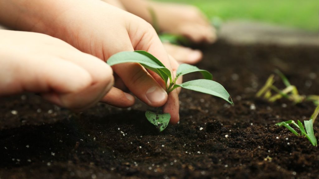 Understanding Soils